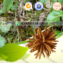 Cordyceps Extrakt 40% Polysaccharide